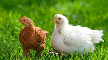 تغير الأسعار اليوم تجدد ارتفاع سعر الفراخ في البيضاء والبلدي